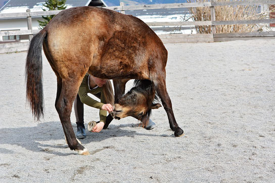 Sattelfreie Zeit Training Pferd